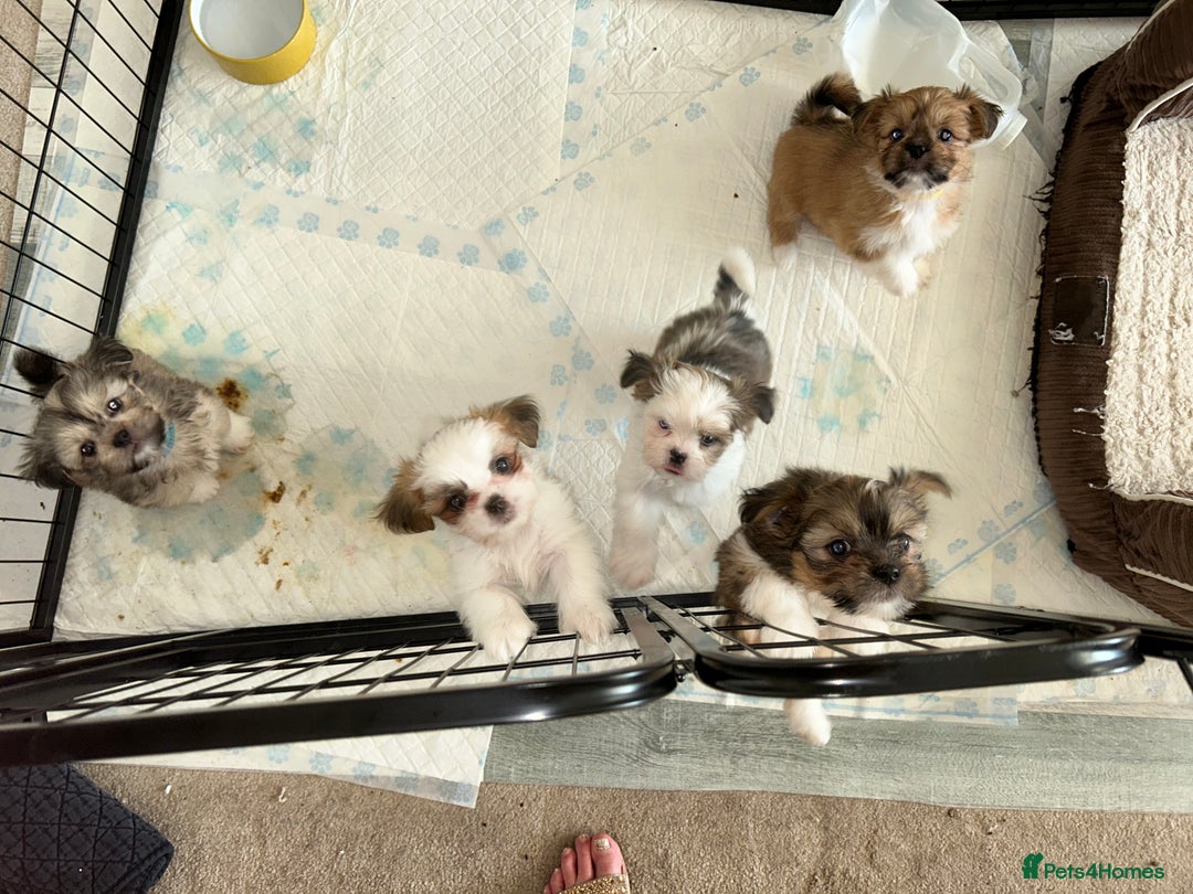 Lhasa Apso dogs for sale: KC Reg Lhasa pup READY TO GO - Advert 10