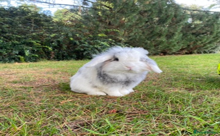 Mini Lop rabbits - Advert 1