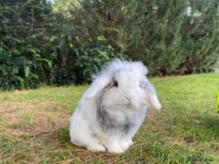 Mini Lop rabbits - Advert 21