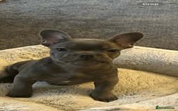 French Bulldog dogs for sale: French Bulldog puppy - Image 4