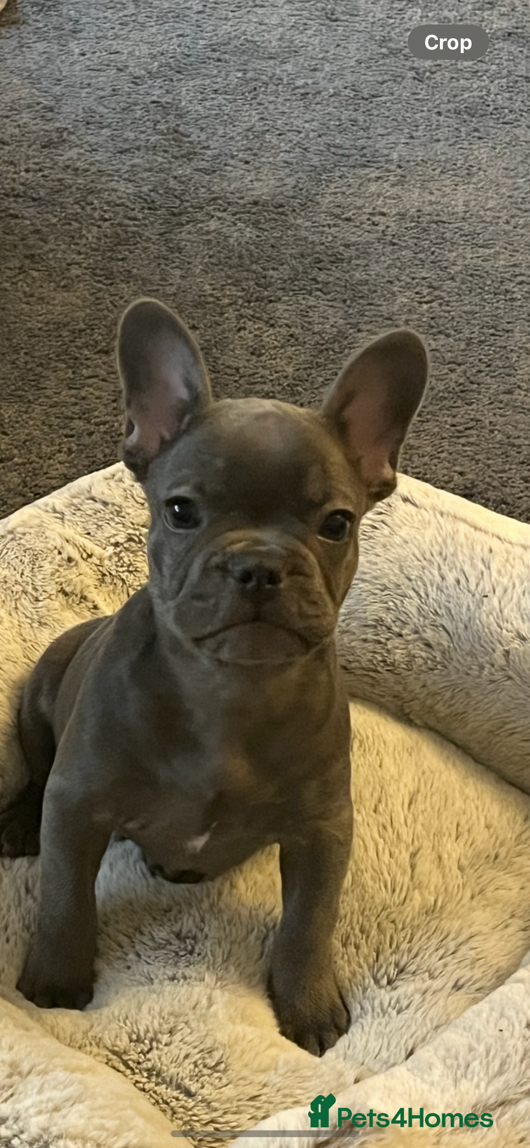 French Bulldog dogs for sale: French Bulldog puppy - Image 4