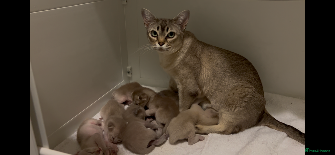 Burmese cats for sale: Stunning Asian Kittens. - Advert 12