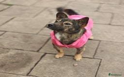 Mixed Breed dogs for adoption: 💖🐶 KELLY 🐶💖 - Image 11