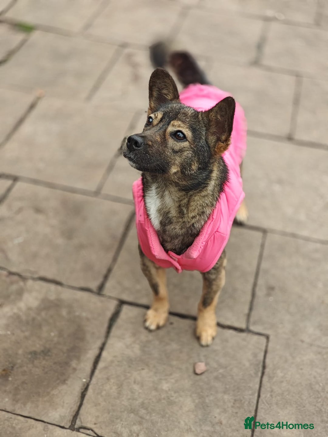Mixed Breed dogs for adoption: 💖🐶 KELLY 🐶💖 - Image 11