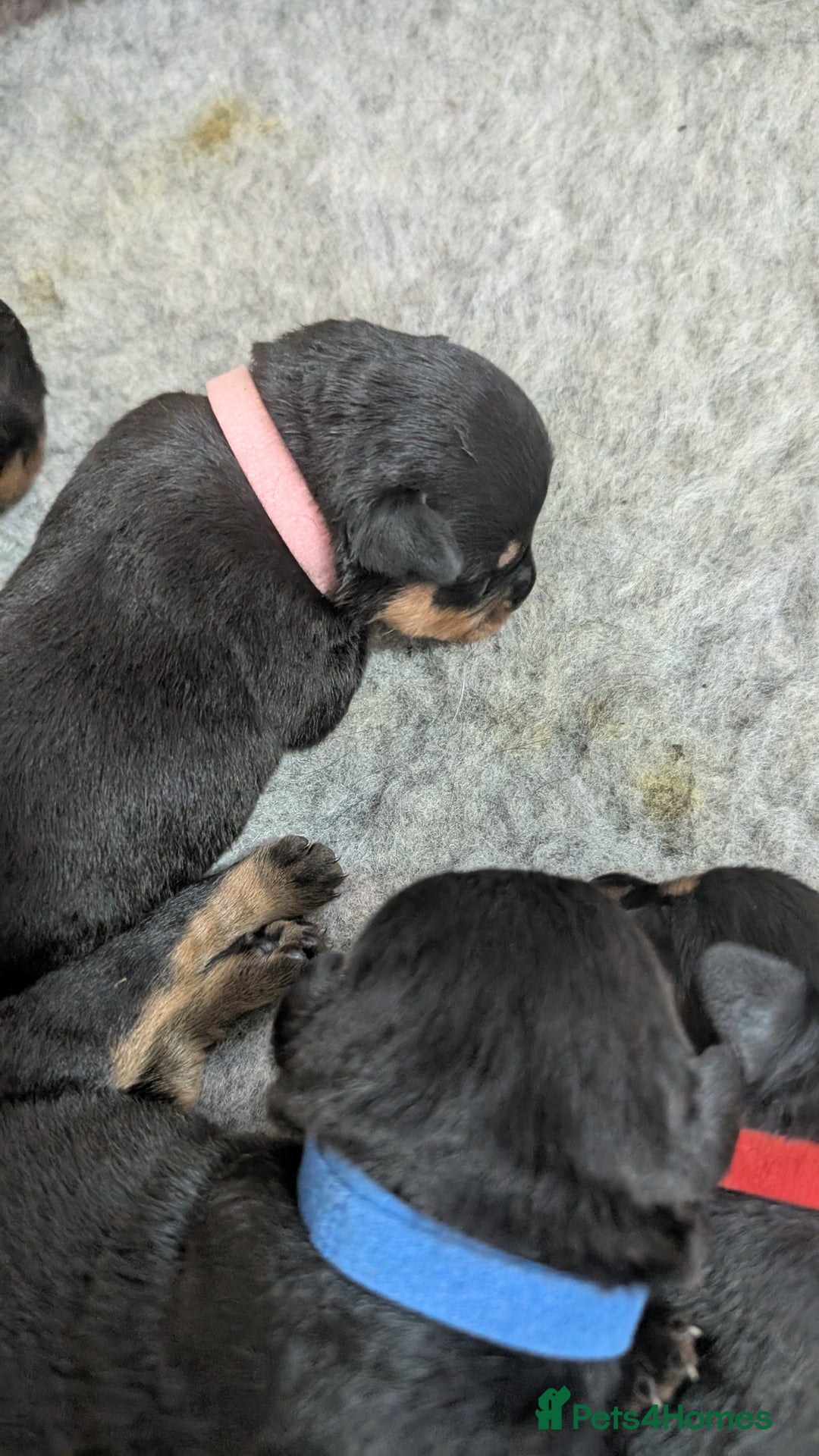 Rottweiler dogs for sale: Rottweiler puppies  - Image 11