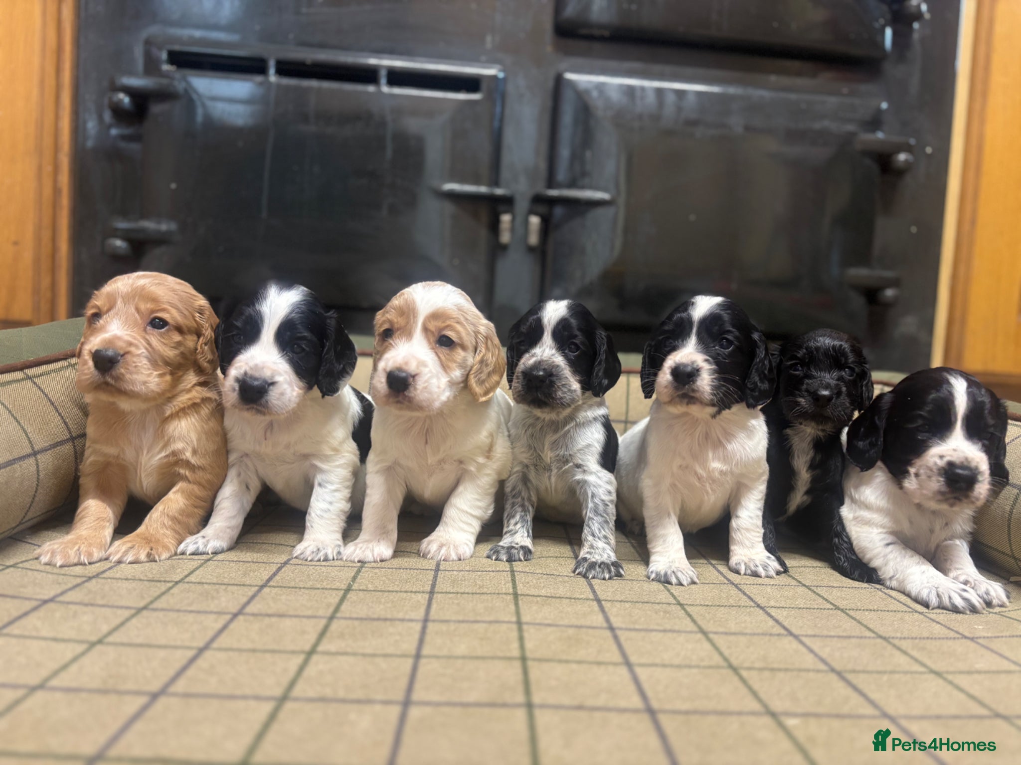 Cocker Spaniel dogs for sale: Gorgeous KC Cocker Spaniels - Advert 1