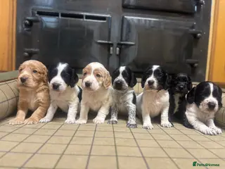 Cocker Spaniel dogs for sale: Gorgeous KC Cocker Spaniels - Advert 1