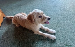 Cockapoo dogs for sale: 3 year old female Cockerpoo - Image 2