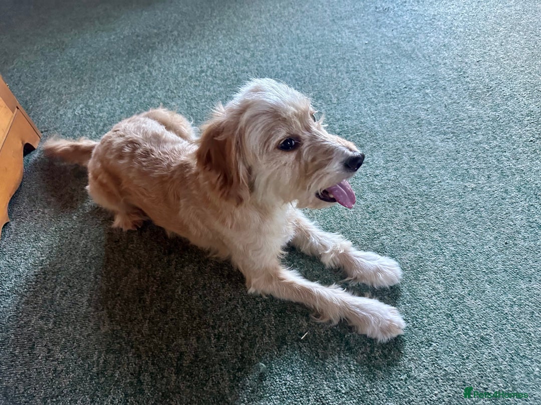Cockapoo dogs for sale: 3 year old female Cockerpoo - Image 2