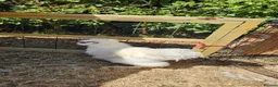 Chickens poultry for sale: White Silkie Cockerel in Ashford - Advert 3