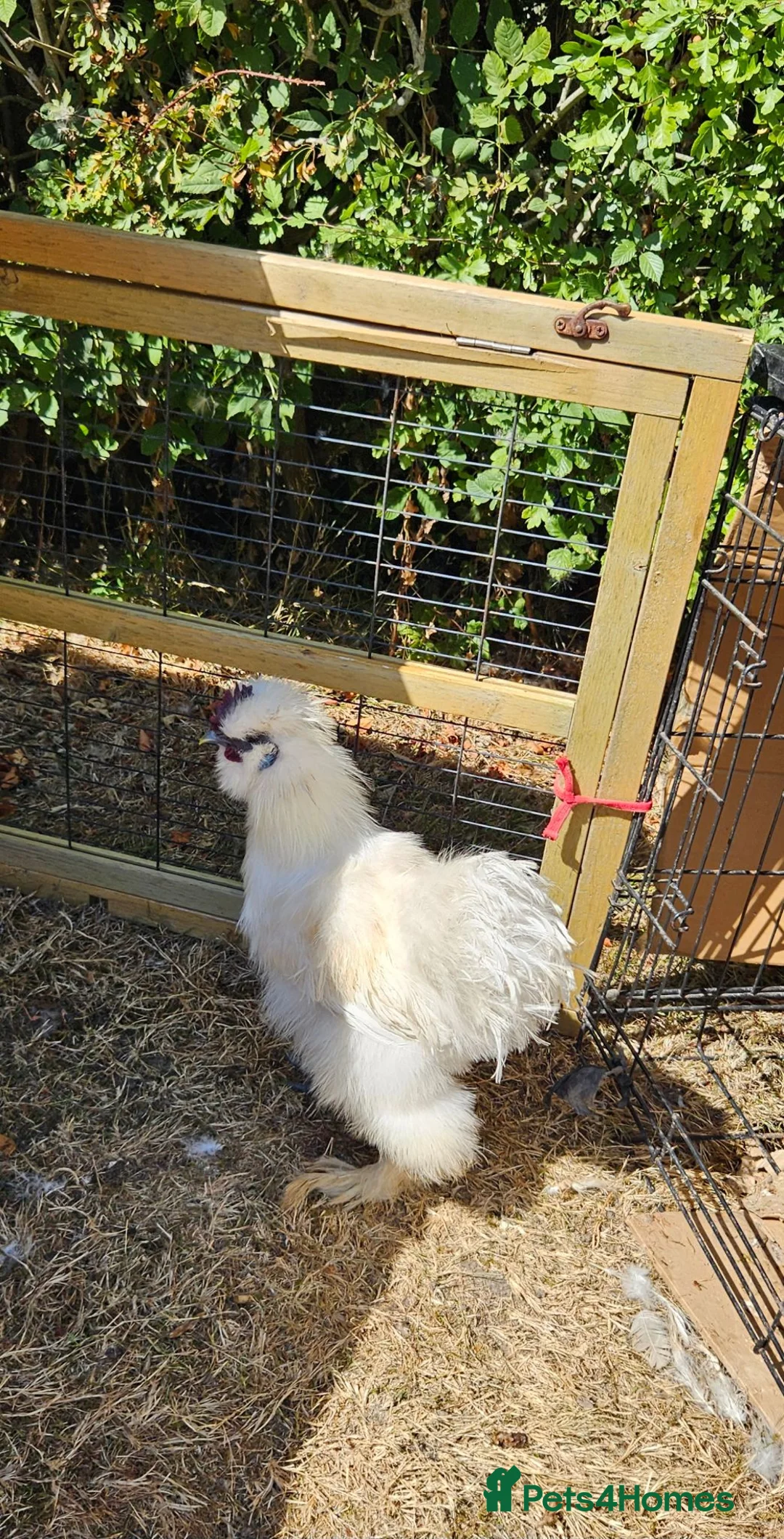 Chickens poultry for sale: White Silkie Cockerel in Ashford - Advert 3