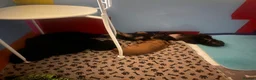Cocker Spaniel dogs for sale: Working cocker spaniel puppies for sale - Advert 4