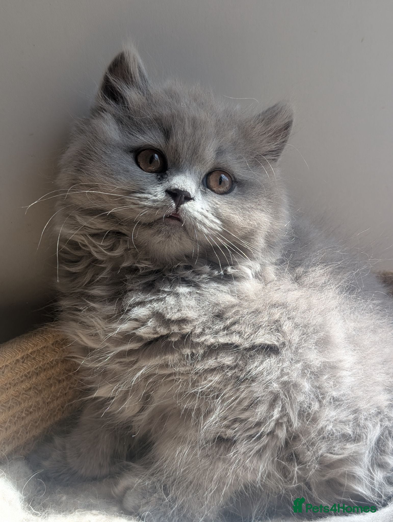British Longhair cats British longhair and shorthair kittens  - Advert 18