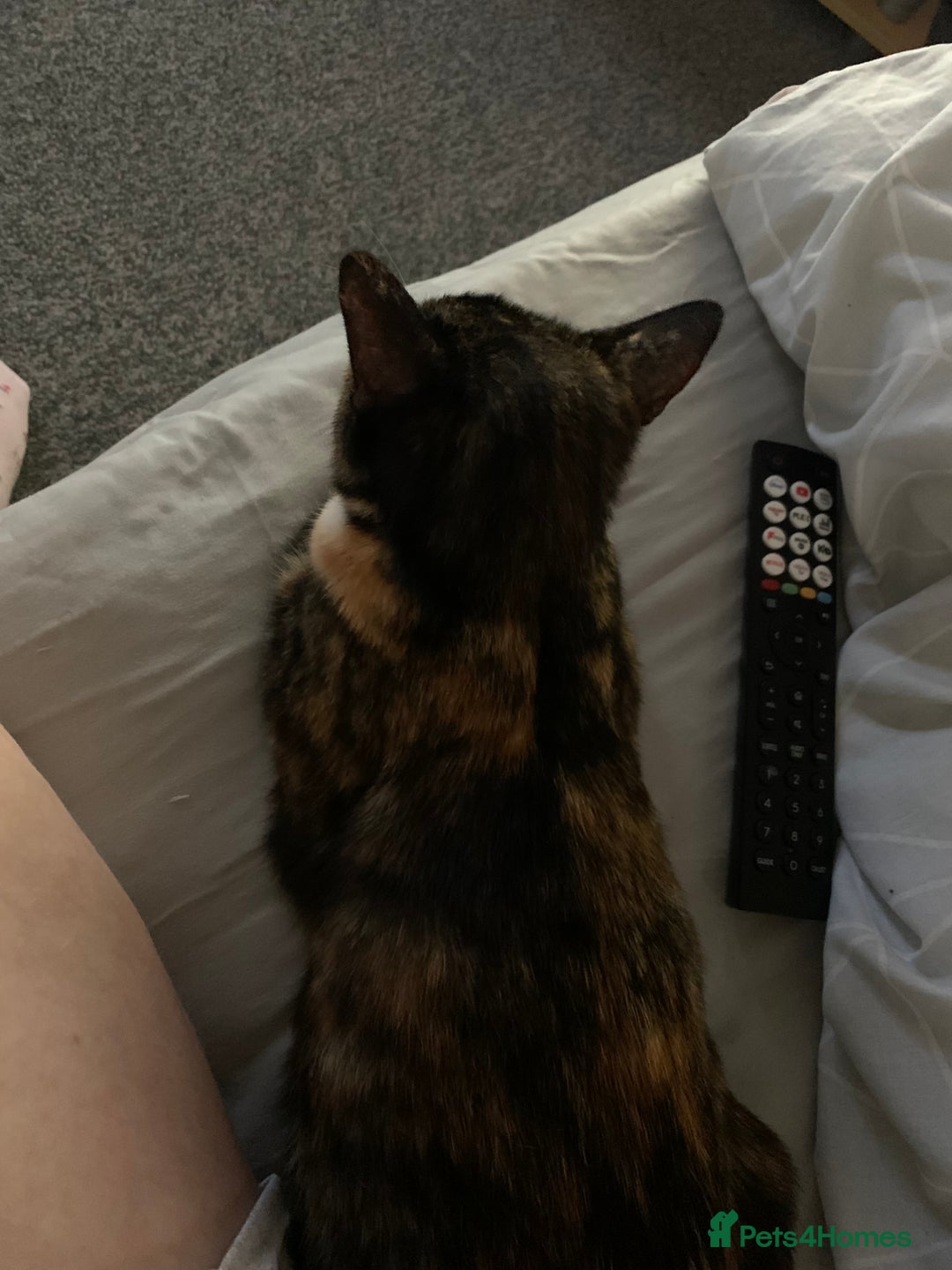 Mixed Breed cats for sale: Female one year old cat  - Image 4