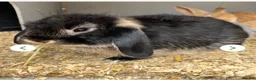 Mini Lop rabbits for sale: Beautiful mini lop sisters  - Advert 3