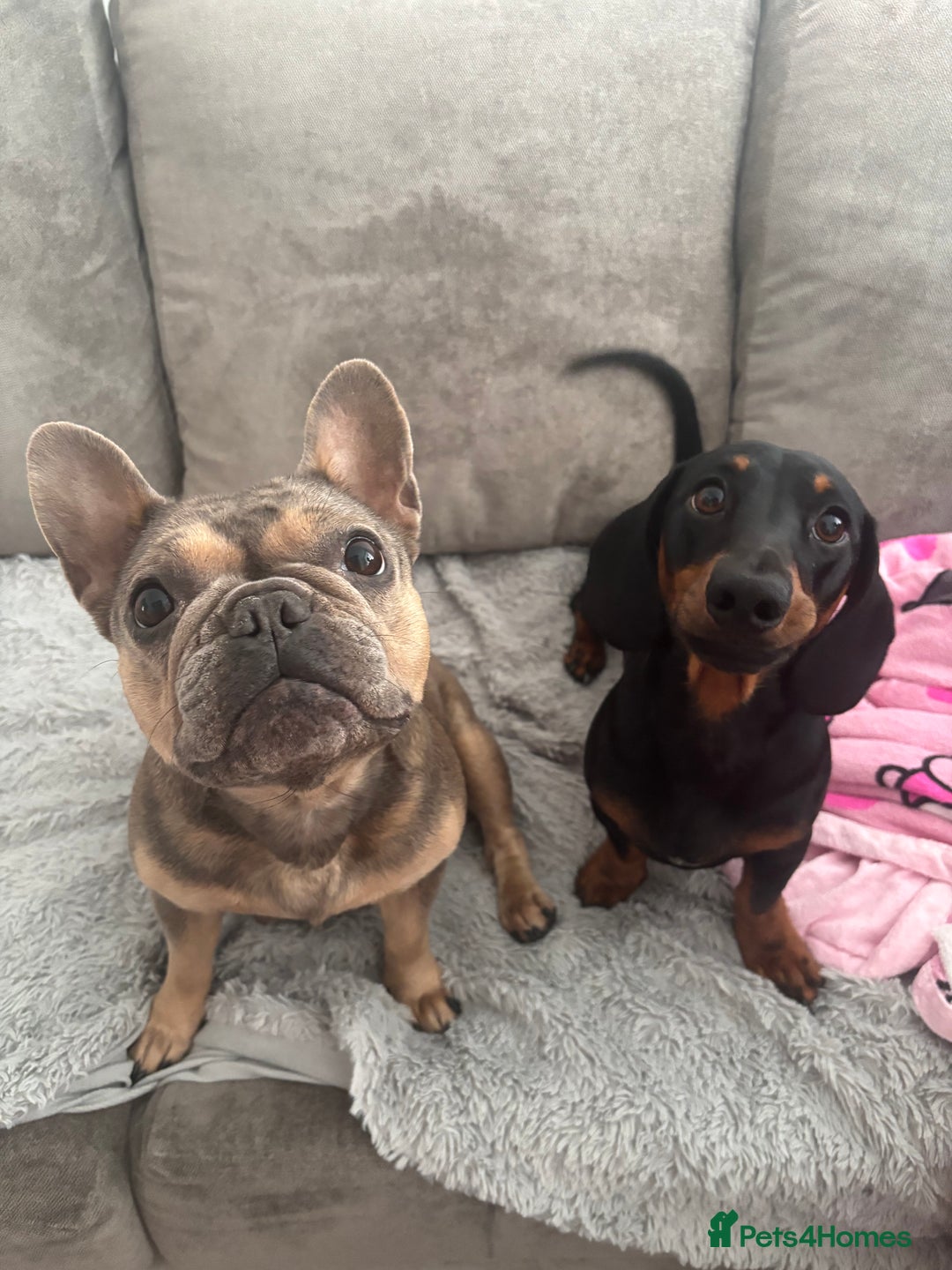 Mixed Breed dogs for sale: two blue & tan french weiners - Image 8