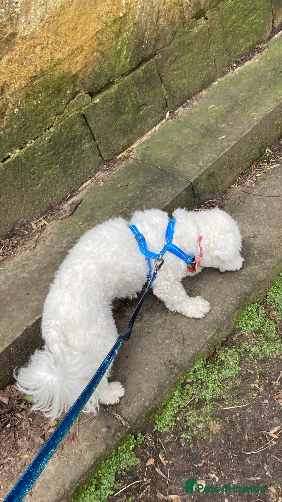 Bichon Frise dogs for sale: Bichon frise 4 year old male stud for sale - Image 18