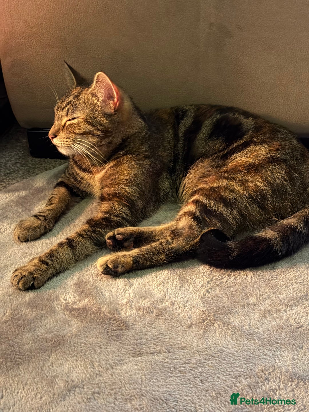 Mixed Breed cats for sale: 2 cats for rehoming - Advert 2