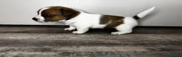 Jack Russell dogs for sale: ✨ Gorgeous Jack Russell pup female ✨ - Advert 6