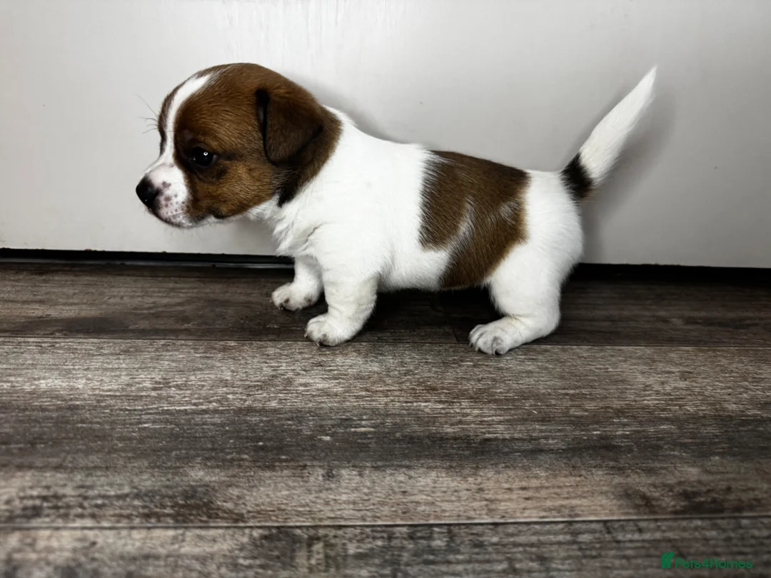 Jack Russell dogs for sale: ✨ Gorgeous Jack Russell pup female ✨ - Advert 6