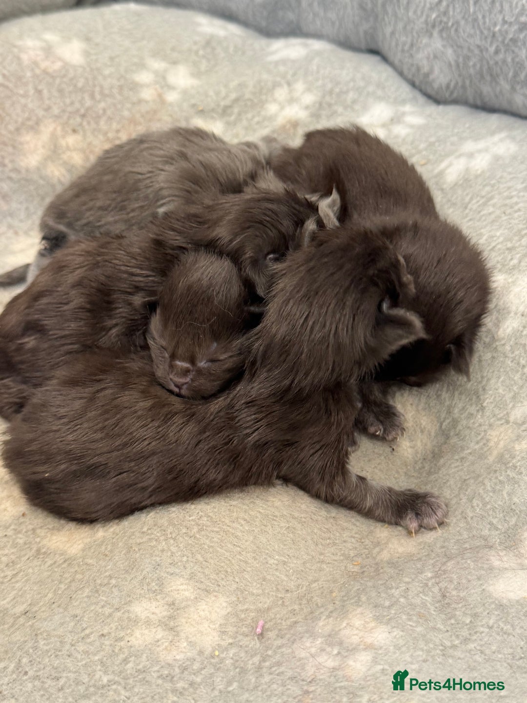 Maine Coon cats for sale: Black Smoke & Blue Smoke Maine Coon Kittens - Advert 4
