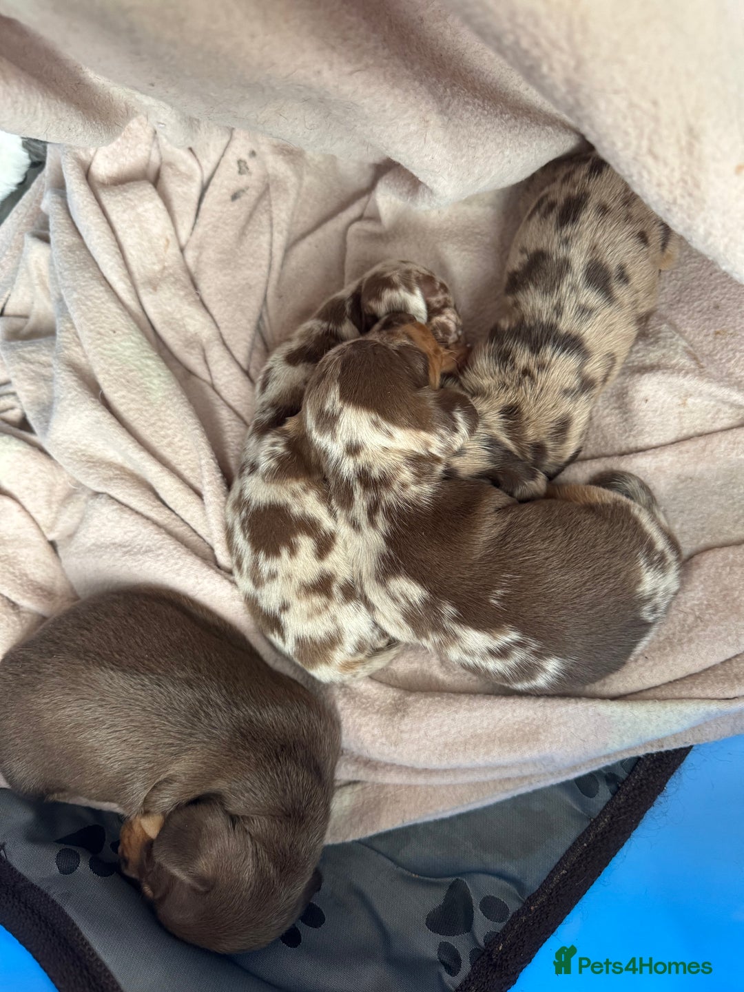 Miniature Dachshund dogs for sale: Miniature dachshund puppies  - Image 1