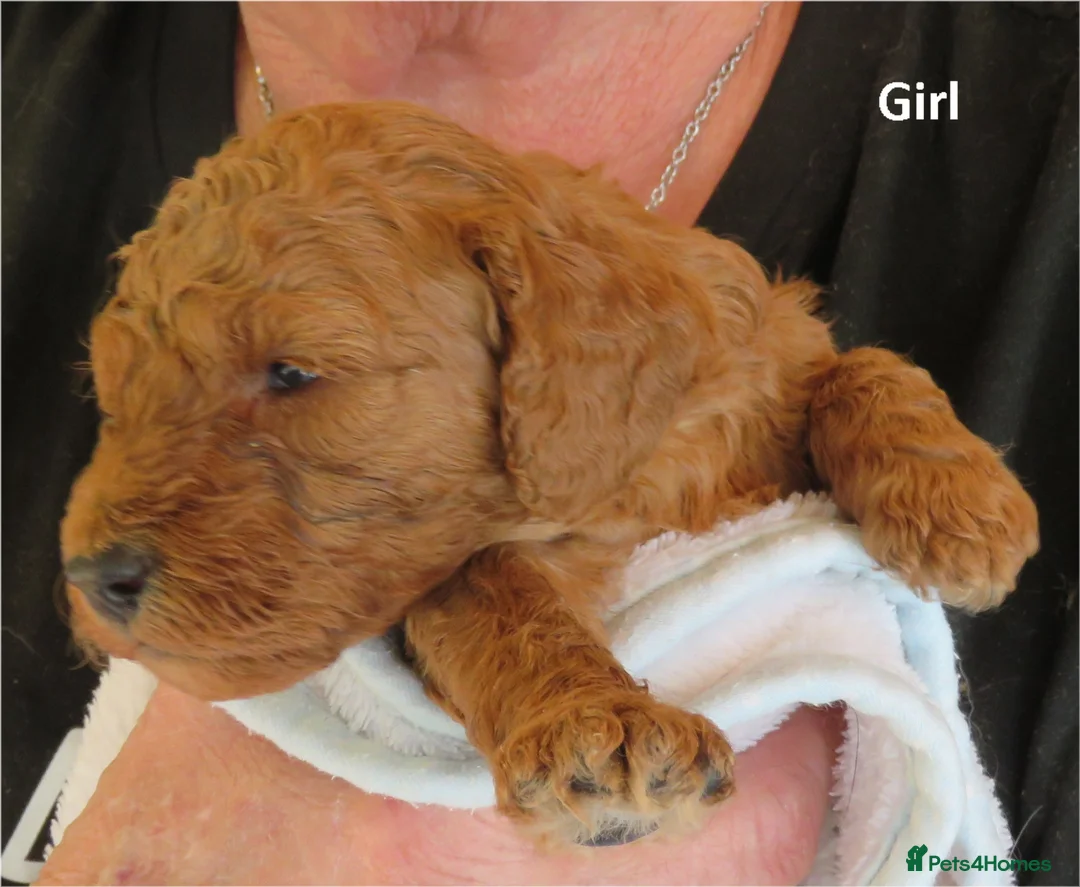Cockapoo dogs for sale: Beautiful DNA Health tested Cockapoos - Advert 28
