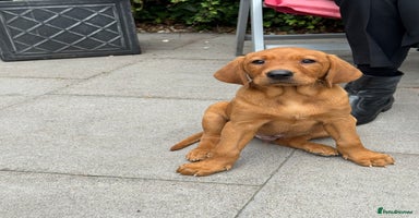 Labrador Retriever dogs - Advert 10
