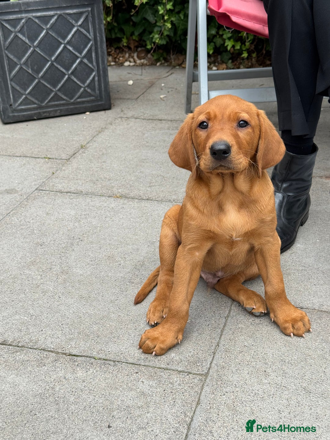 Labrador Retriever dogs for sale: Red Labrador puppies  - Image 2