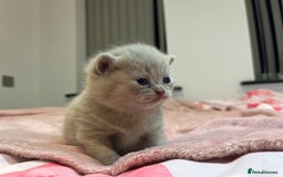 Brazilian Shorthair cats for sale: Pedigree British Shorthair Kittens Golden & Lilac - Image 13