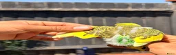 Budgerigars birds for sale: Beautiful Hand-Reared Baby Budgies — - Advert 2