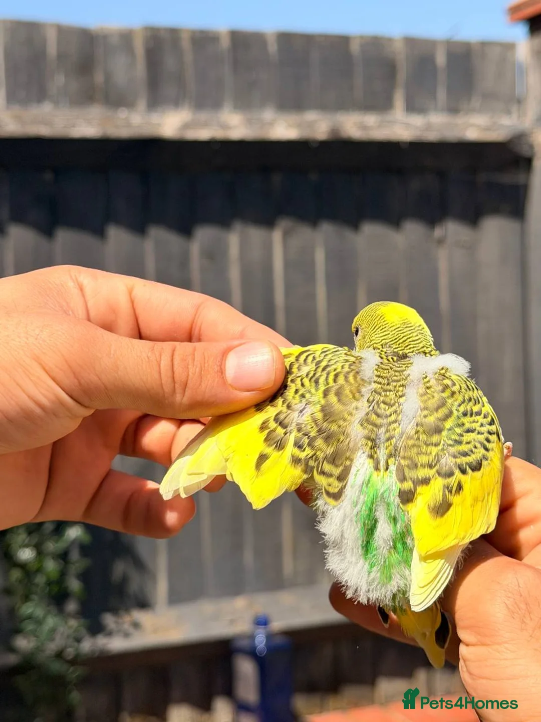 Budgerigars birds for sale: Beautiful Hand-Reared Baby Budgies — - Advert 2
