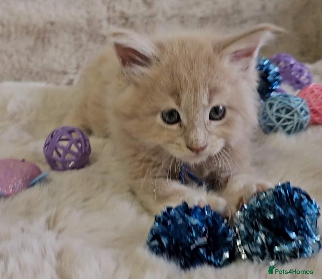 Maine Coon cats for sale: GCCF Registered Pedigree Maine Coon Kittens - Image 4
