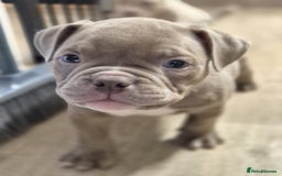 American Bully dogs for sale: Champagne, Chocolate, Merle Micro Pocket Bullys  in Wilmslow - Image 6