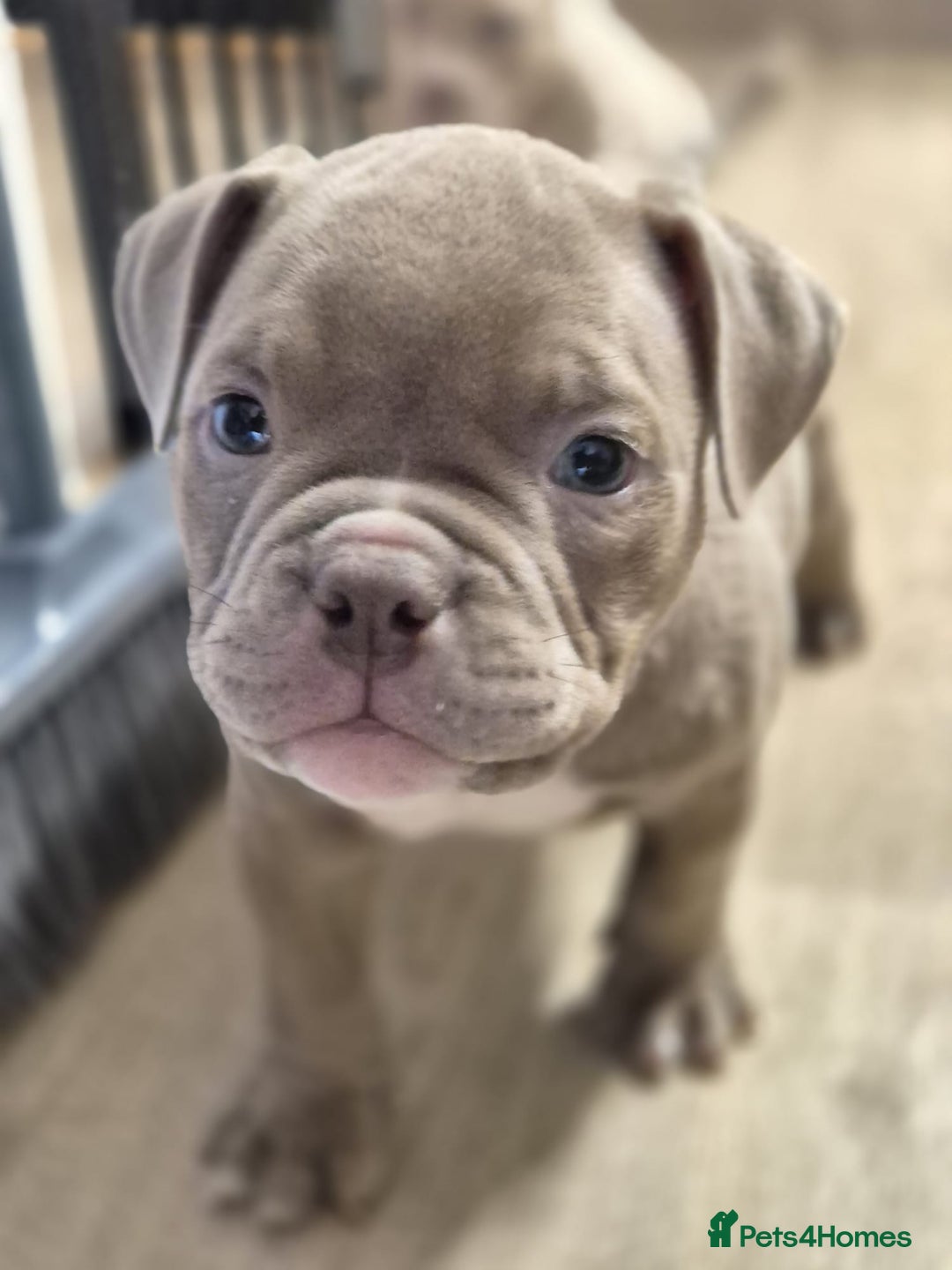 American Bully dogs for sale: Champagne, Chocolate, Merle Micro Pocket Bullys  in Wilmslow - Image 6