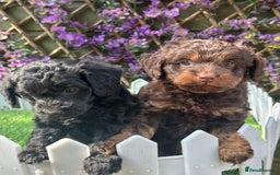 Cockapoo dogs for sale: Gorgeous Toy Cockapoo Girls - Image 3