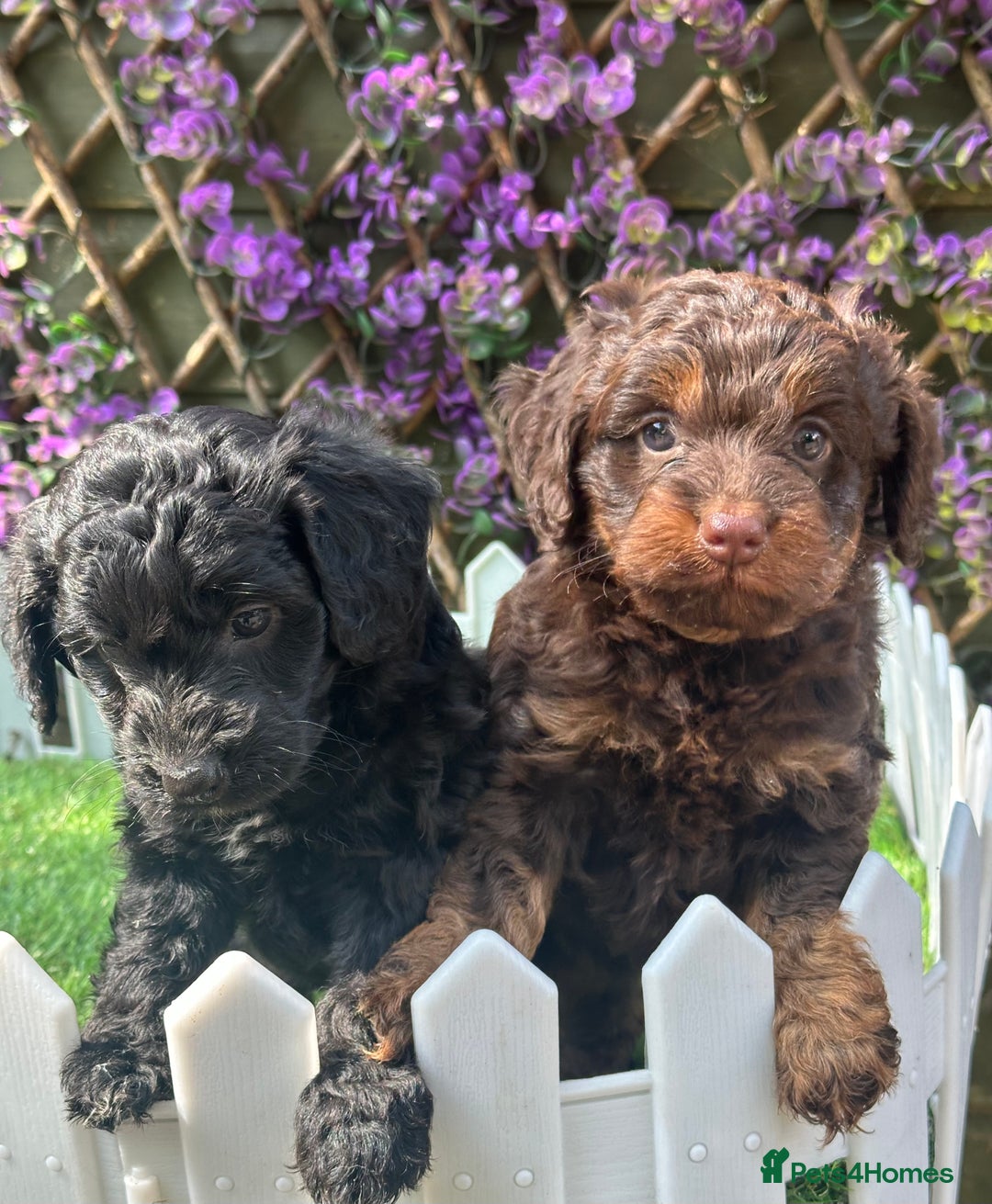 Cockapoo dogs for sale: Gorgeous Toy Cockapoo Girls - Image 3