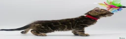 Bengal cats for sale: Beautiful Brown Bengal Boys - TICA Registered - Advert 8