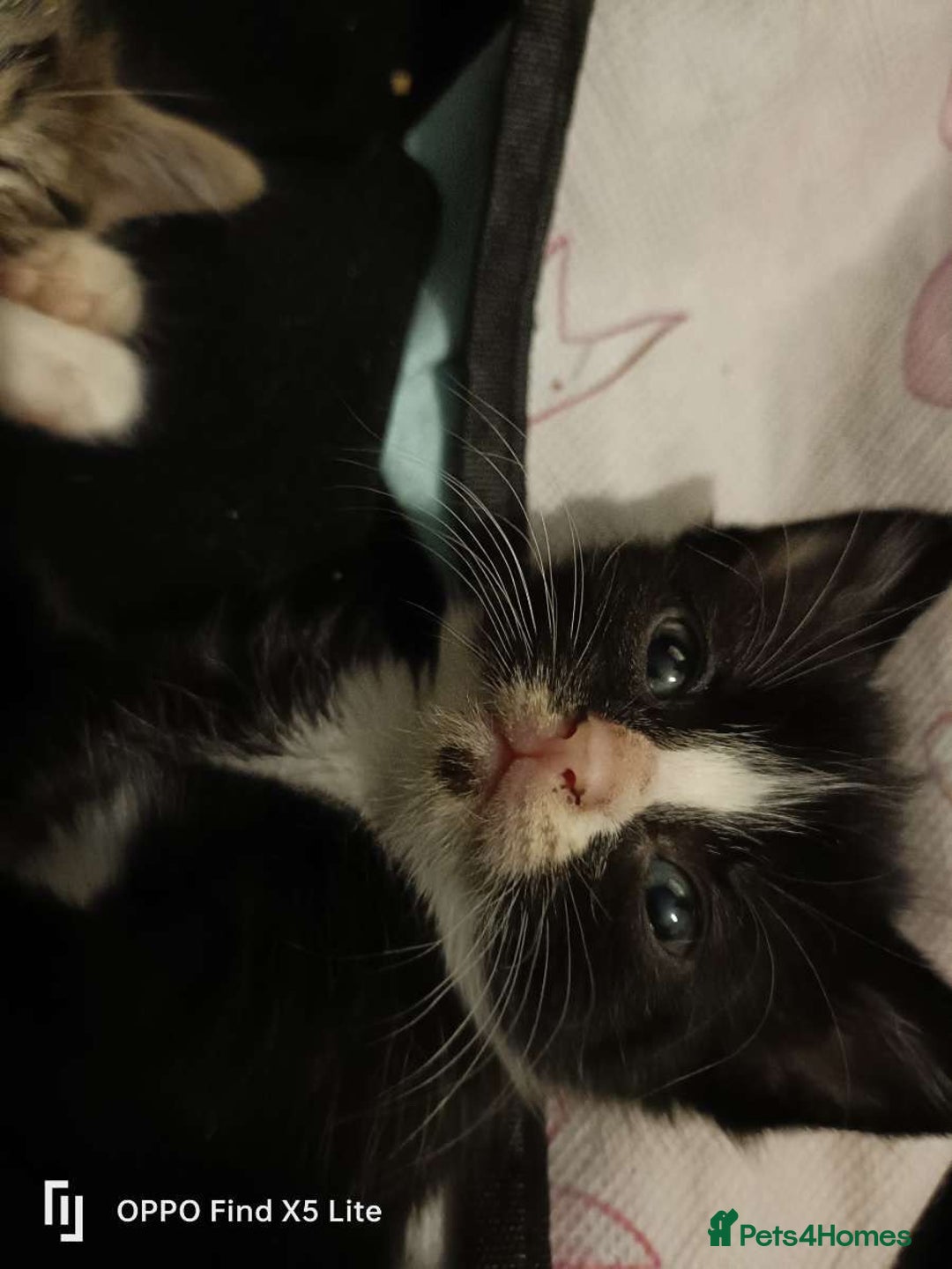 Bengal cats for sale: 6 beautiful bengal cross babies needing homes  - Advert 6