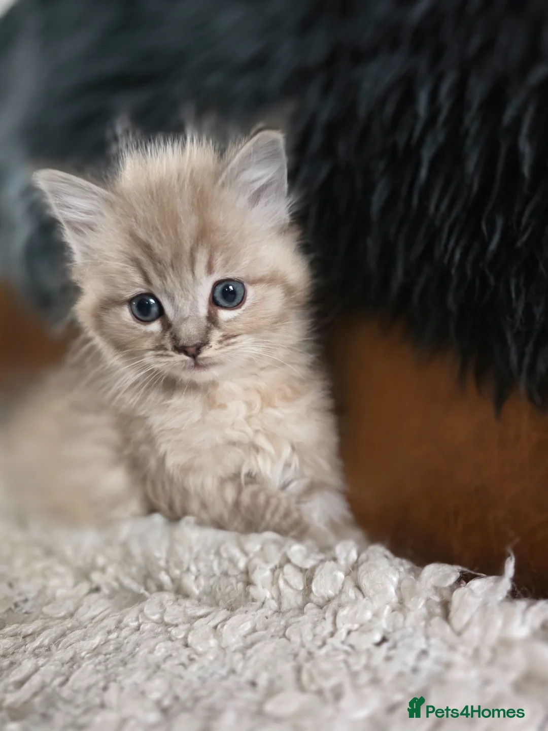 Ragdoll cats for sale: Quality Ragdoll Kittens - Advert 33