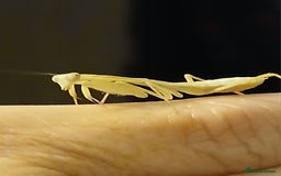 Praying Mantis invertebrates for sale: Timor Shield praying mantis - Advert 1