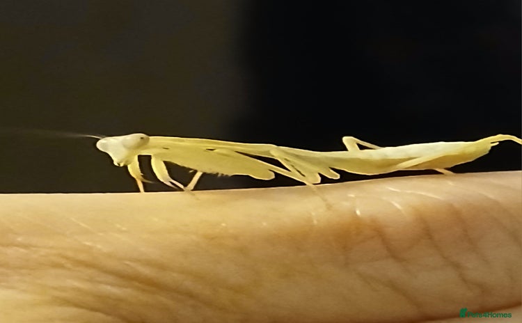 Praying Mantis invertebrates - Advert 5