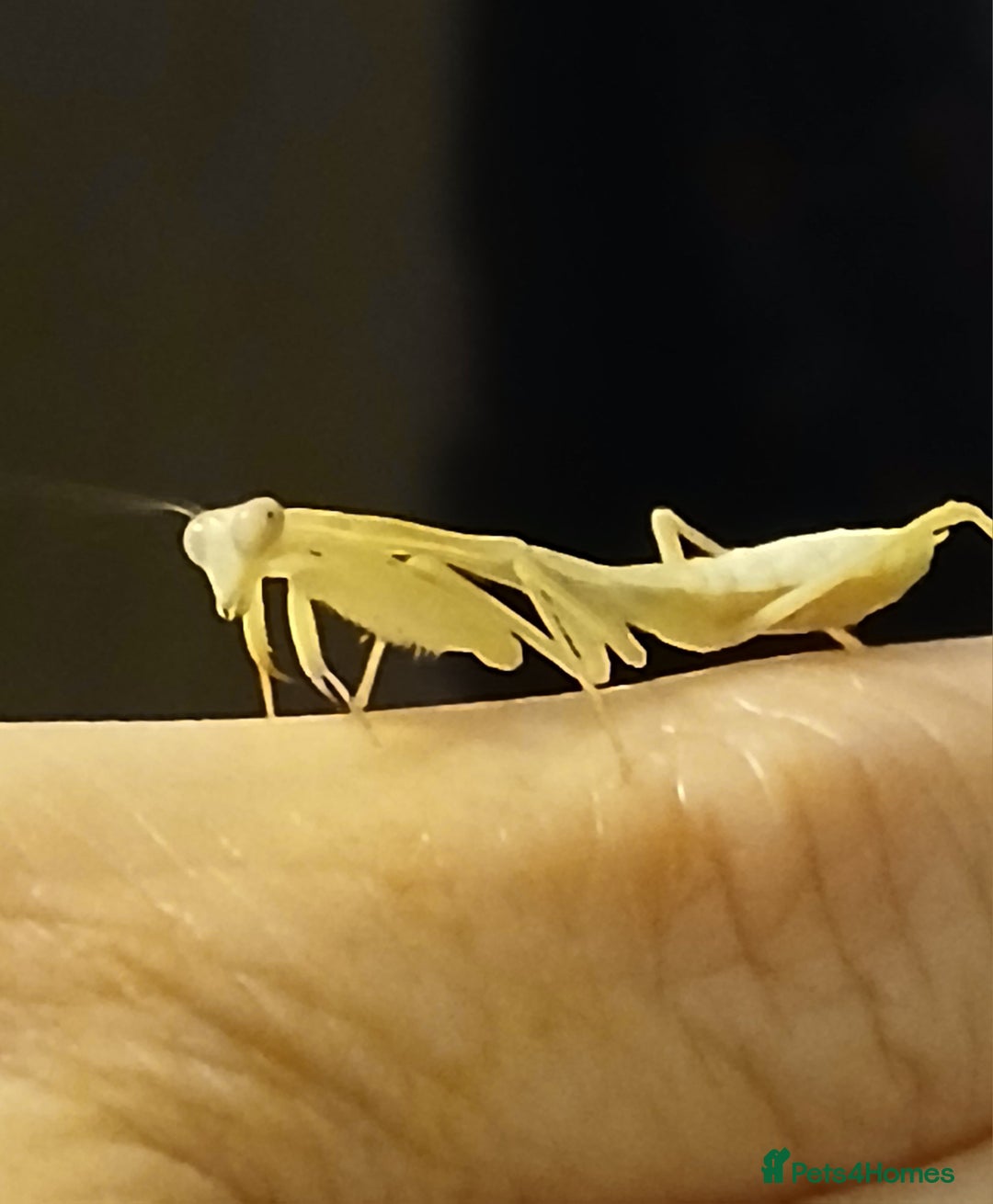 Praying Mantis invertebrates for sale: Timor Shield praying mantis - Advert 1