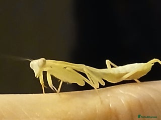 Praying Mantis invertebrates - Advert 5