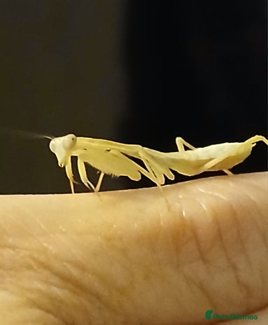 Praying Mantis invertebrates - Advert 4
