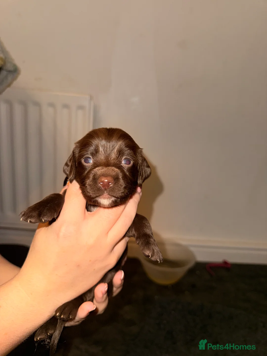 Sprocker dogs for sale: Sprocker Pups - Advert 33