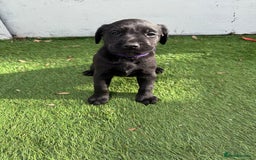 Labrador Retriever dogs for sale: Black pedigree Labradors only 3 girls available  - Image 26