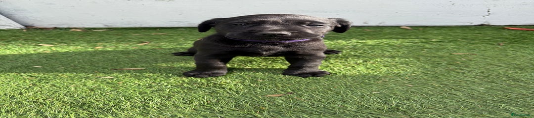 Labrador Retriever Puppy 5