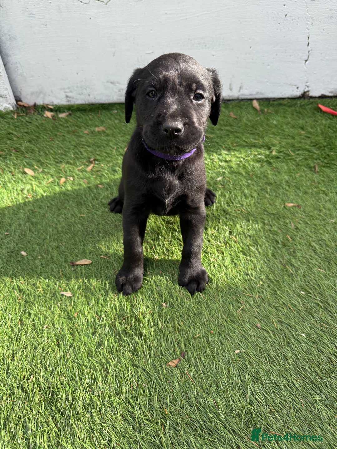 Labrador Retriever dogs for sale: Black pedigree Labradors only 3 girls available  - Image 26