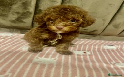 Maltipoo dogs for sale: Tiny tea cup maltipoo - Image 2